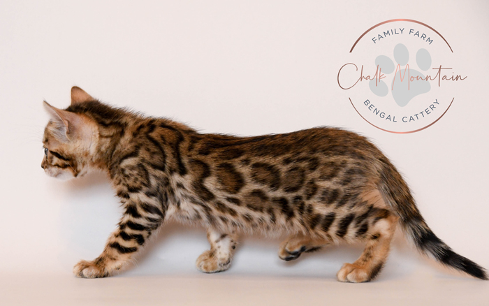 Bengal kitten for sale